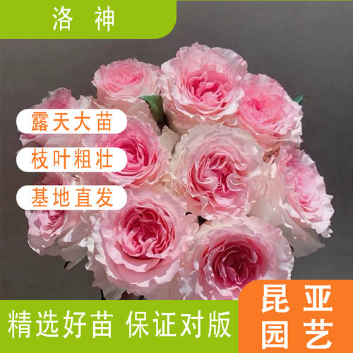 洛神月季花苗阳台庭院盆栽