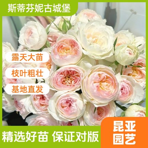 昆亚花园斯蒂芬妮古城堡月季花苗