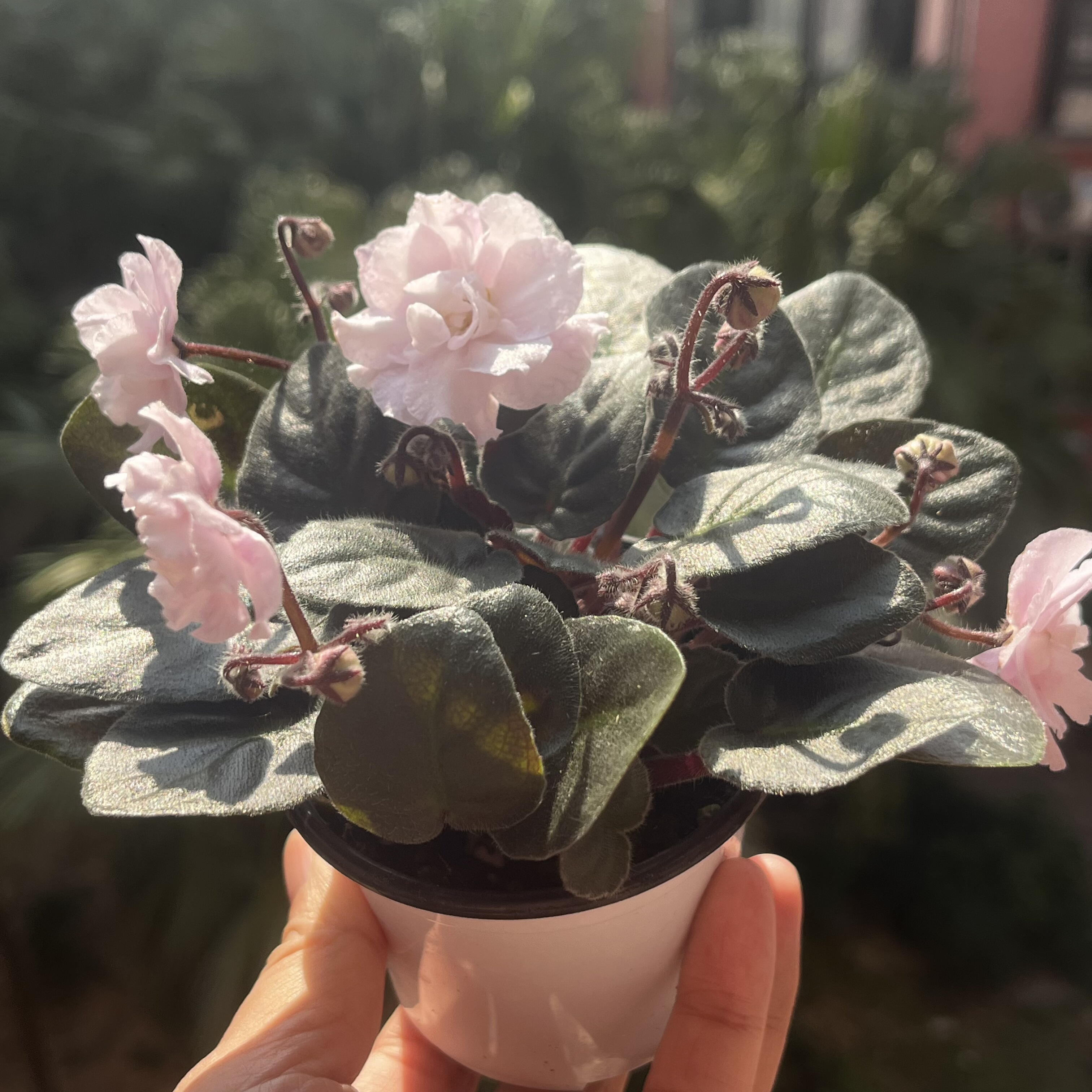 重瓣非洲堇紫罗兰盆栽带花四季不断办公室内喜阴花卉两件包邮