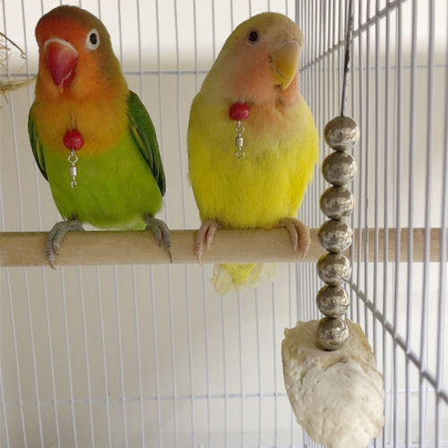 鹦鹉不锈钢脖套虎皮牡丹玄风