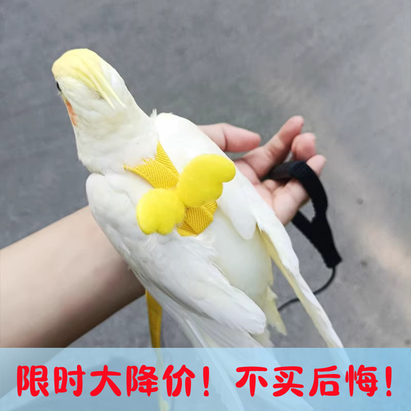 鹦鹉飞行绳放飞绳超轻背带式虎皮外出绳不伤脚牵引绳溜鸟神器可爱,宠物/宠物食品及用品,鸟用放飞绳,淘宝优惠券,粉丝福利购,淘宝优惠卷