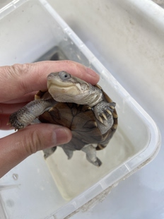 西非侧颈龟苗宠物活体沼泽侧颈龟网红龟微笑宠物造景龟可挑仰泳龟