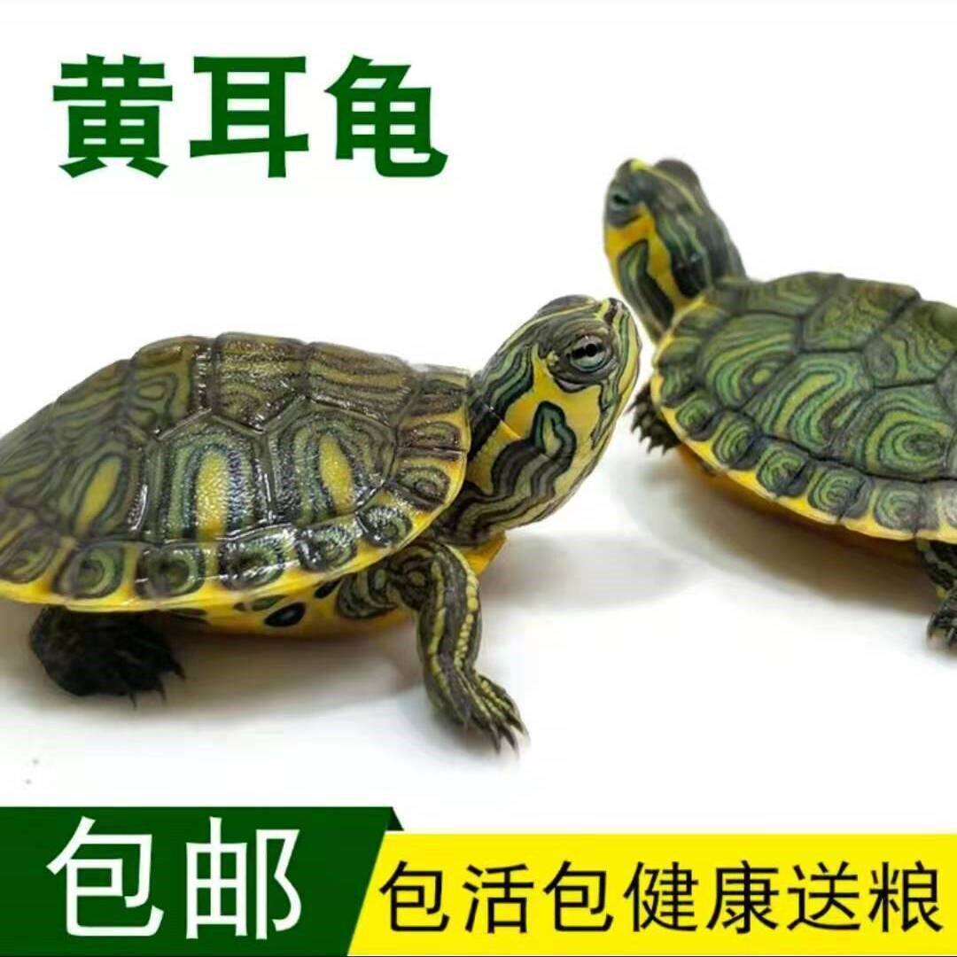 深水龟黄耳龟乌龟活物吃粪清洁鱼缸冷水龟观赏宠物稀有纯正黄耳龟
