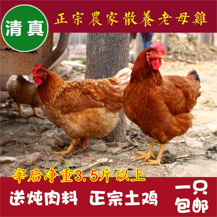农家散养清真包邮老母鸡