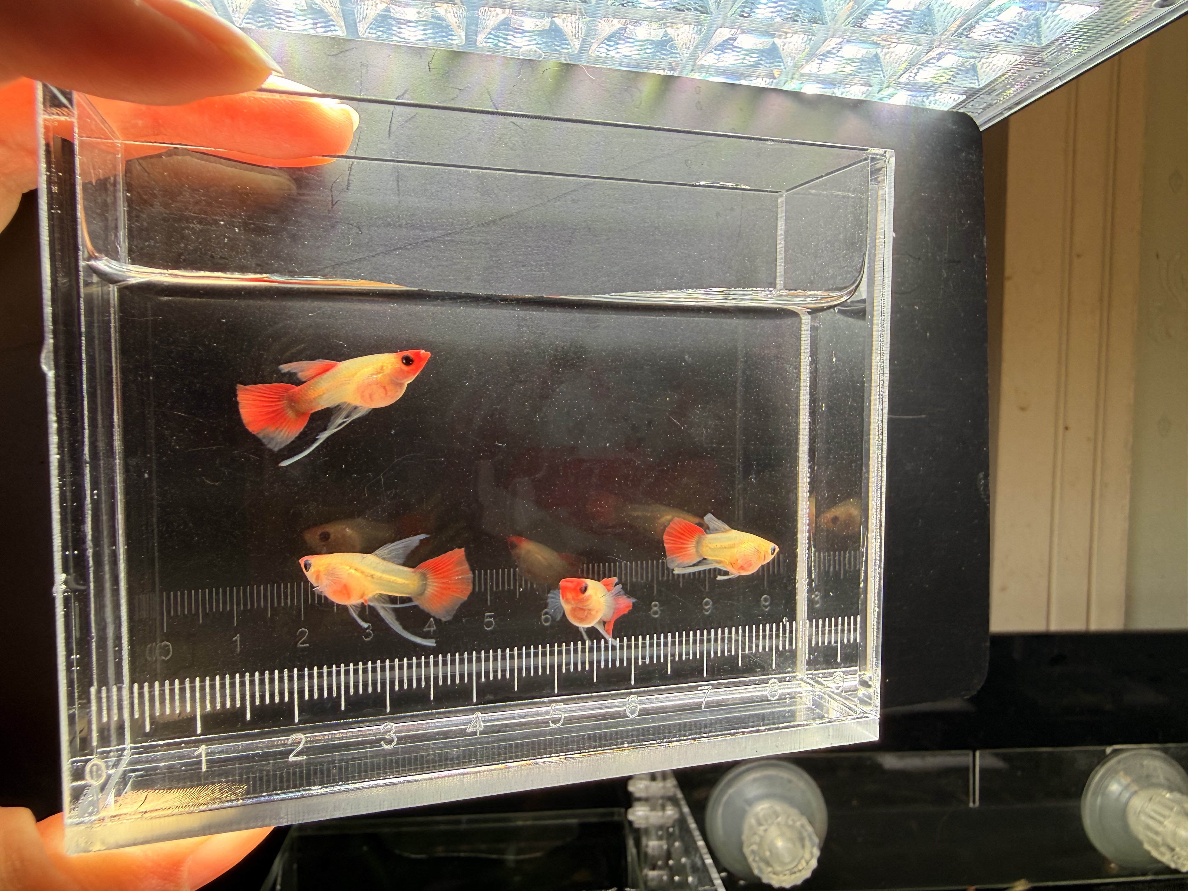 高端精品孔雀鱼红头大C玻璃猫深鱼