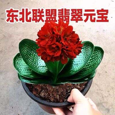 东北精品君子兰和尚头元宝狮子虎头圆头宽叶麻脸油匠赤黑红花重瓣