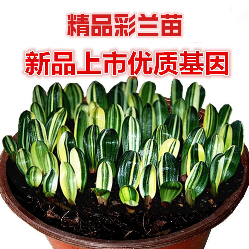 东北名贵精品君子兰 彩兰一叶苗 瓷白墨绿鸳鸯五彩金丝福伦一线天