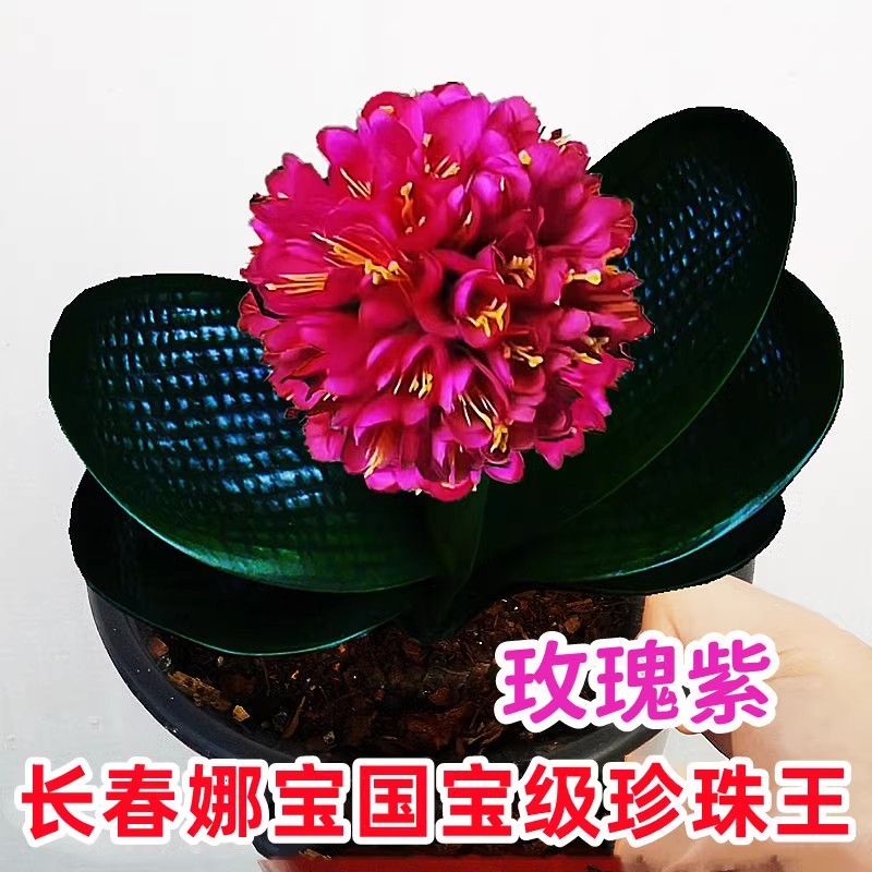 东北名贵君子兰盆栽 国宝级黑珍珠圆头和尚 麻脸油匠宽叶坑纹绿植