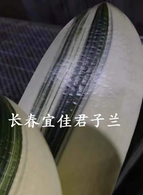 长春高端君子兰彩兰白金龙一线天瓷白油麻彩室内绿植盆栽花卉小苗
