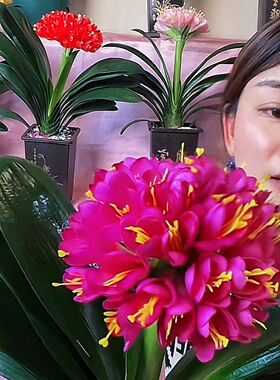 东北长春保真紫红色花君子兰对版发货开花大朵紫色花君子兰