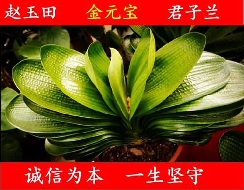 长春四季盆栽花卉圆头君子兰小苗