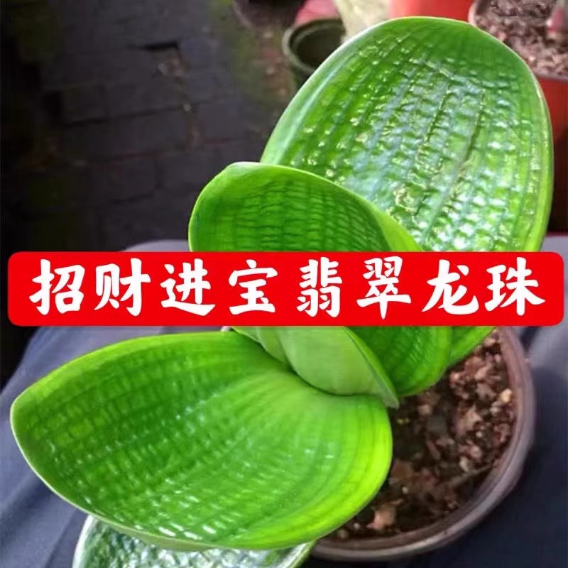 东北精品君子兰盆栽麻脸大苗翡翠龙珠玉麒麟宽短叶珍珠观叶绿植物