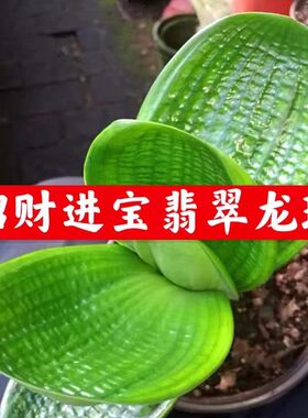 东北精品君子兰盆栽麻脸大苗翡翠龙珠玉麒麟宽短叶珍珠观叶绿植物