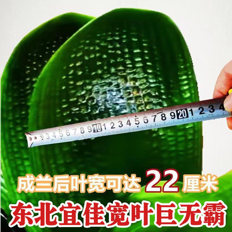 东北宽叶君子兰盆栽巨无霸短叶油匠麻脸圆头和尚精品绿植花卉小苗