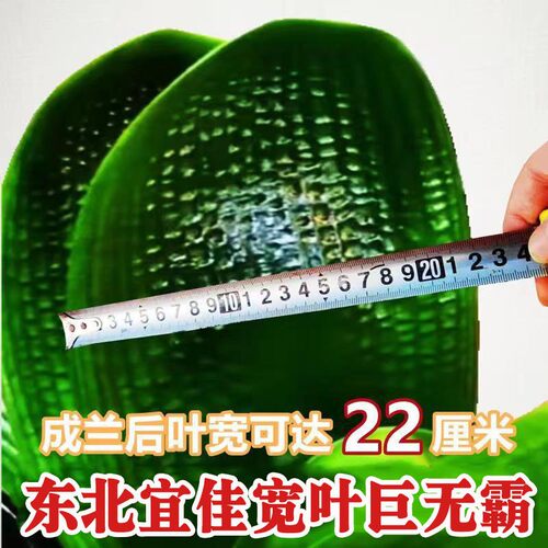 东北宽叶君子兰盆栽巨无霸短叶油匠麻脸圆头和尚精品绿植花卉小苗