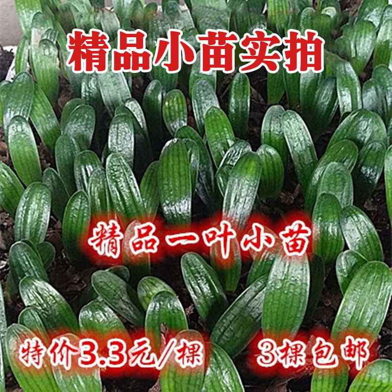 东北名贵精品君子兰 一叶小苗 宽短圆头麻脸和尚油匠盆栽绿植