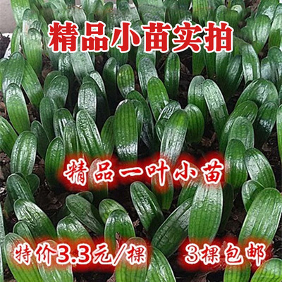 东北名贵精品君子兰 一叶小苗 宽短圆头麻脸和尚油匠盆栽绿植
