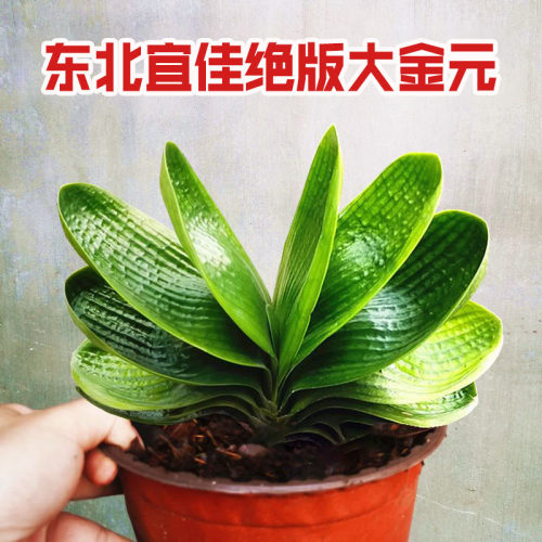 君子兰室内观叶植物君子兰圆头