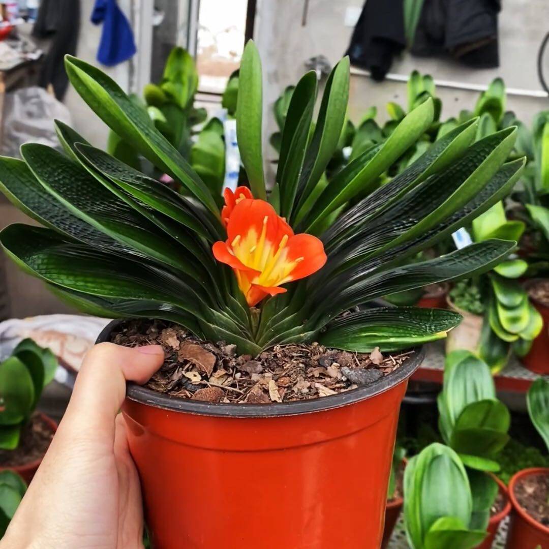 东北精品君子兰盆栽圆头麻脸和尚不带花苞新手大小苗花卉室内绿植