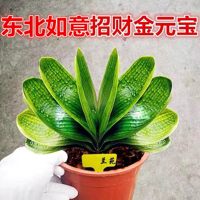 君子兰室内观赏观叶植物