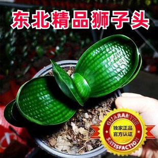 东北名贵新款君子兰狮子头麻脸珍珠王特级油匠宽短叶圆头盆栽苗