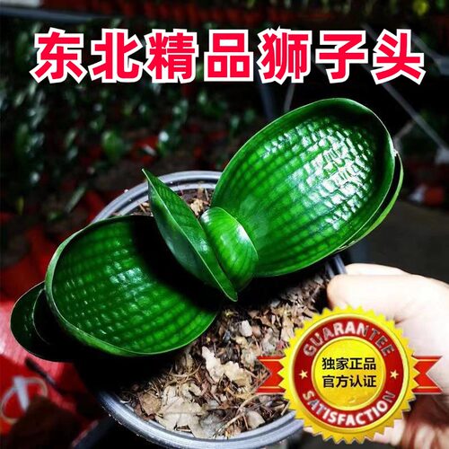 东北名贵新款君子兰狮子头麻脸珍珠王特级油匠宽短叶圆头盆栽苗