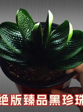 东北国宝级君子兰盆栽虎头珍珠宽叶圆头和尚短叶麻脸粗筋油匠小苗