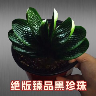 东北国宝级君子兰盆栽虎头珍珠宽叶圆头和尚短叶麻脸粗筋油匠小苗