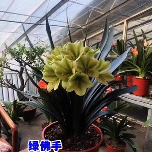 东北一品君子兰绿花异景绿佛手翻瓣黄花阳台绿植客厅玄关盆栽花卉