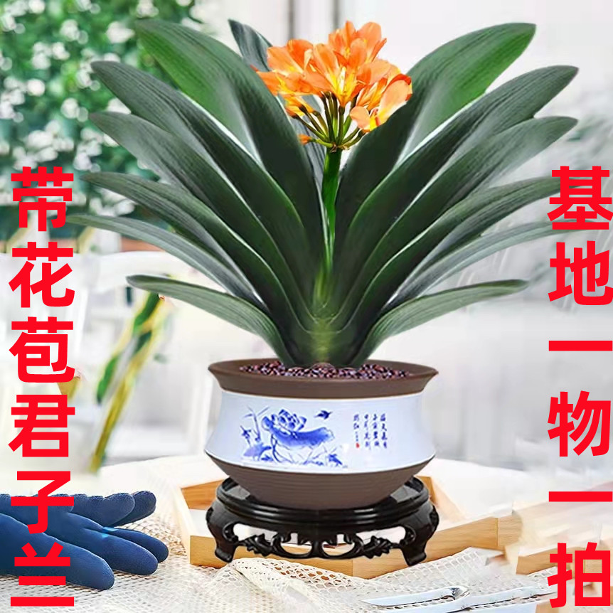 东北精品君子兰带花苞大苗盆栽花卉四季常青年宵花卉客厅室内植物