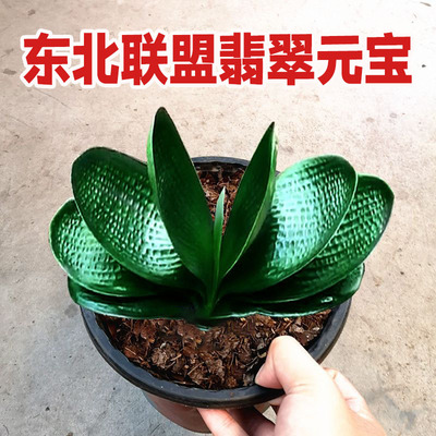 翡翠元宝君子兰室内观赏吸甲醛