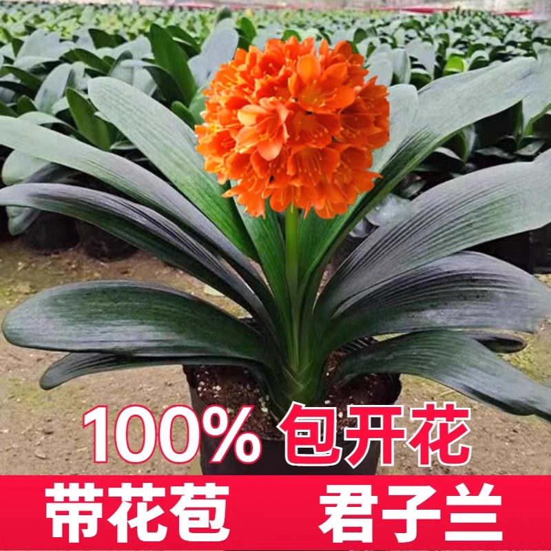 东北名贵精品君子兰带花苞圆头立板盆栽特级小苗宽叶短叶绿植