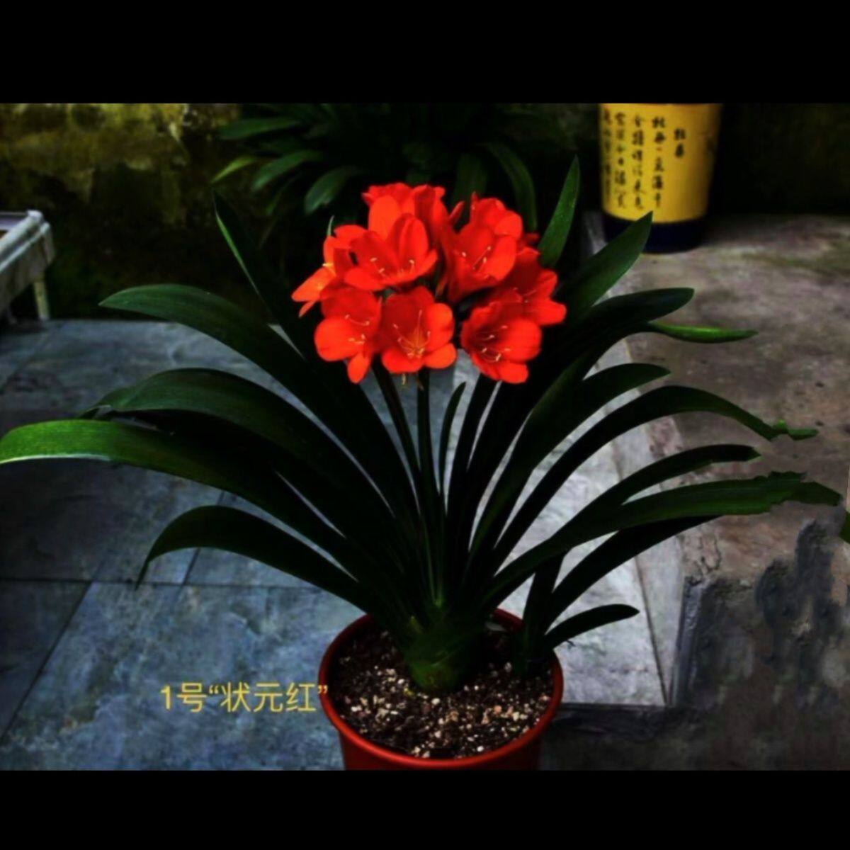 长春精品红花君子兰苗比利时红鸡血红实心红对版发货花色保真