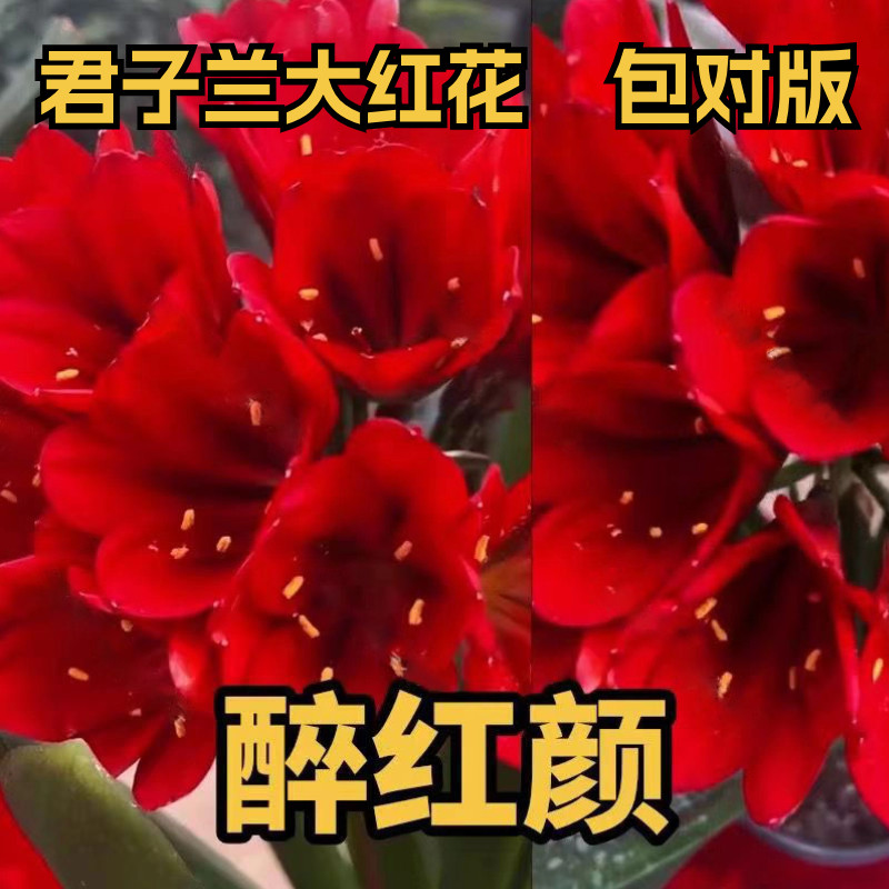 长春君子兰大红花精品苗实心红阳台红比利时国旗红耐寒高档室内