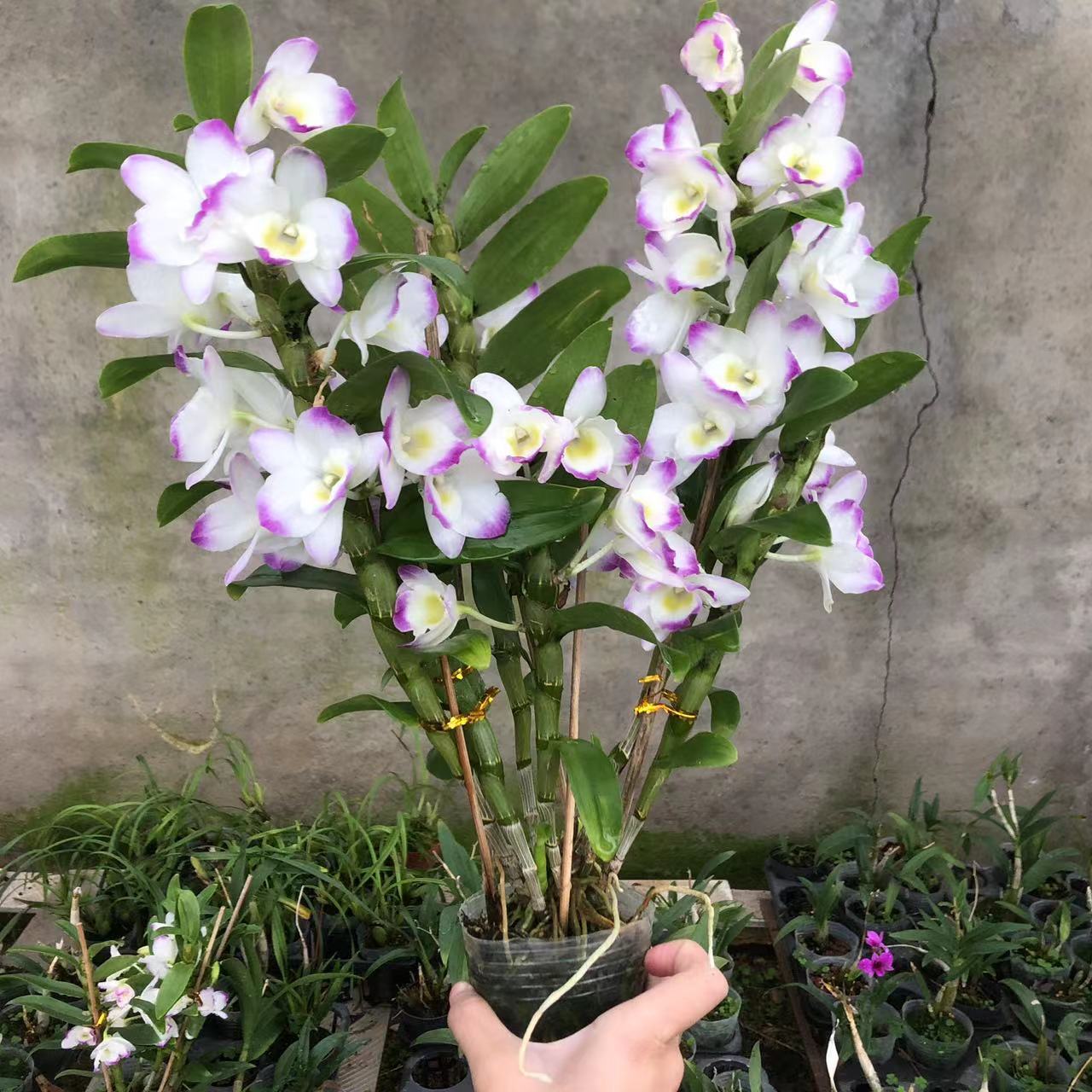 绿植甜心办公室阳台包邮石斛兰