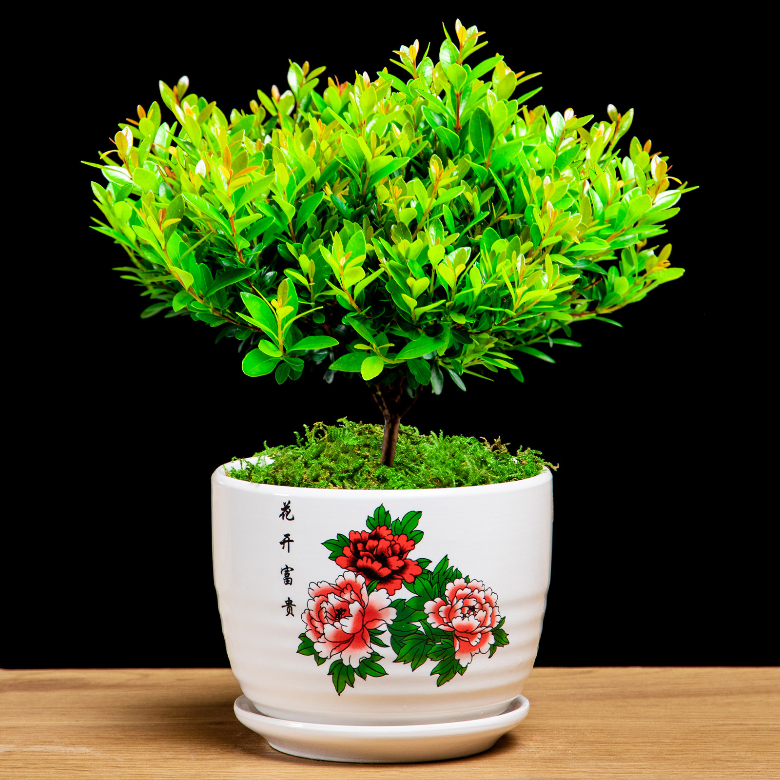 小叶新款赤楠四季常青花卉室内客厅办公桌绿植净化空气精品盆栽