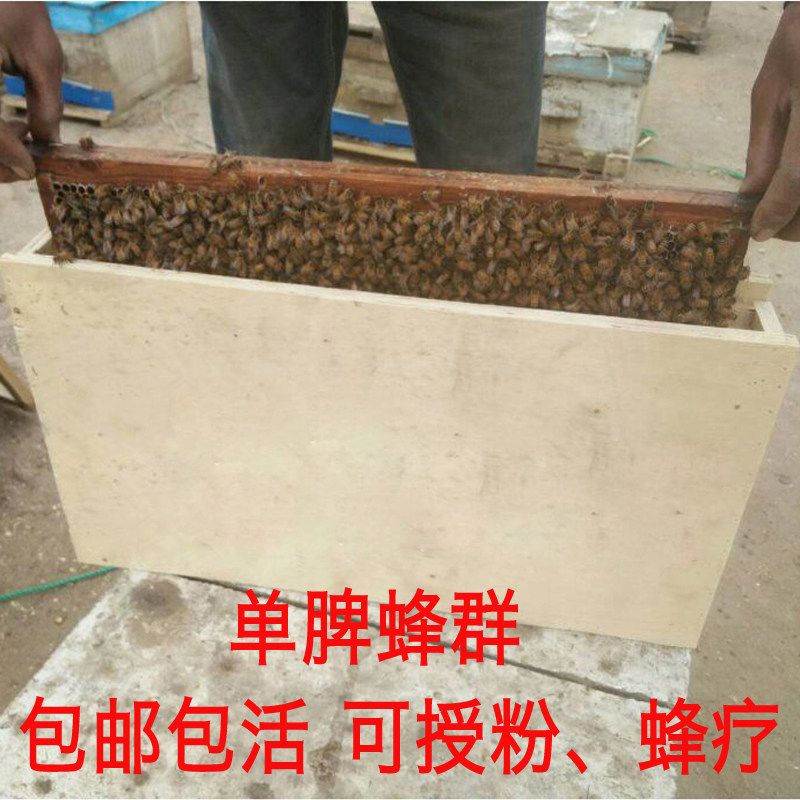 蜂群意大利蜜王蜂疗可养包邮包活