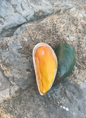 泰国仿真海鲜手工冰箱贴原创设计青口贻贝mussel文创食玩树脂创意