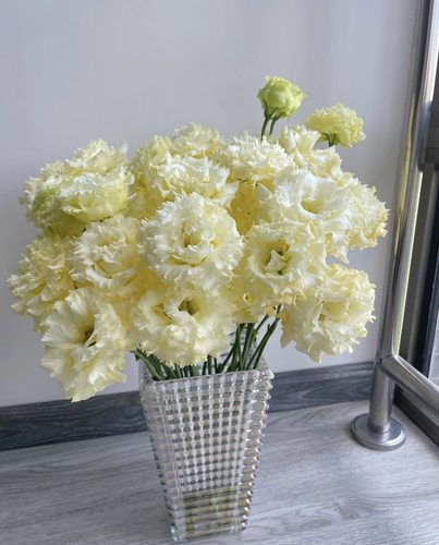 秀妍桔梗.邀月800g不包邮