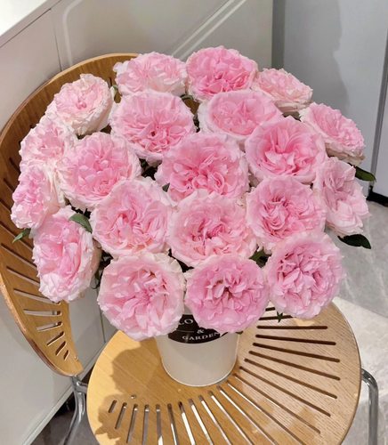 10枝A1级洛神（梦金鹏）不包邮