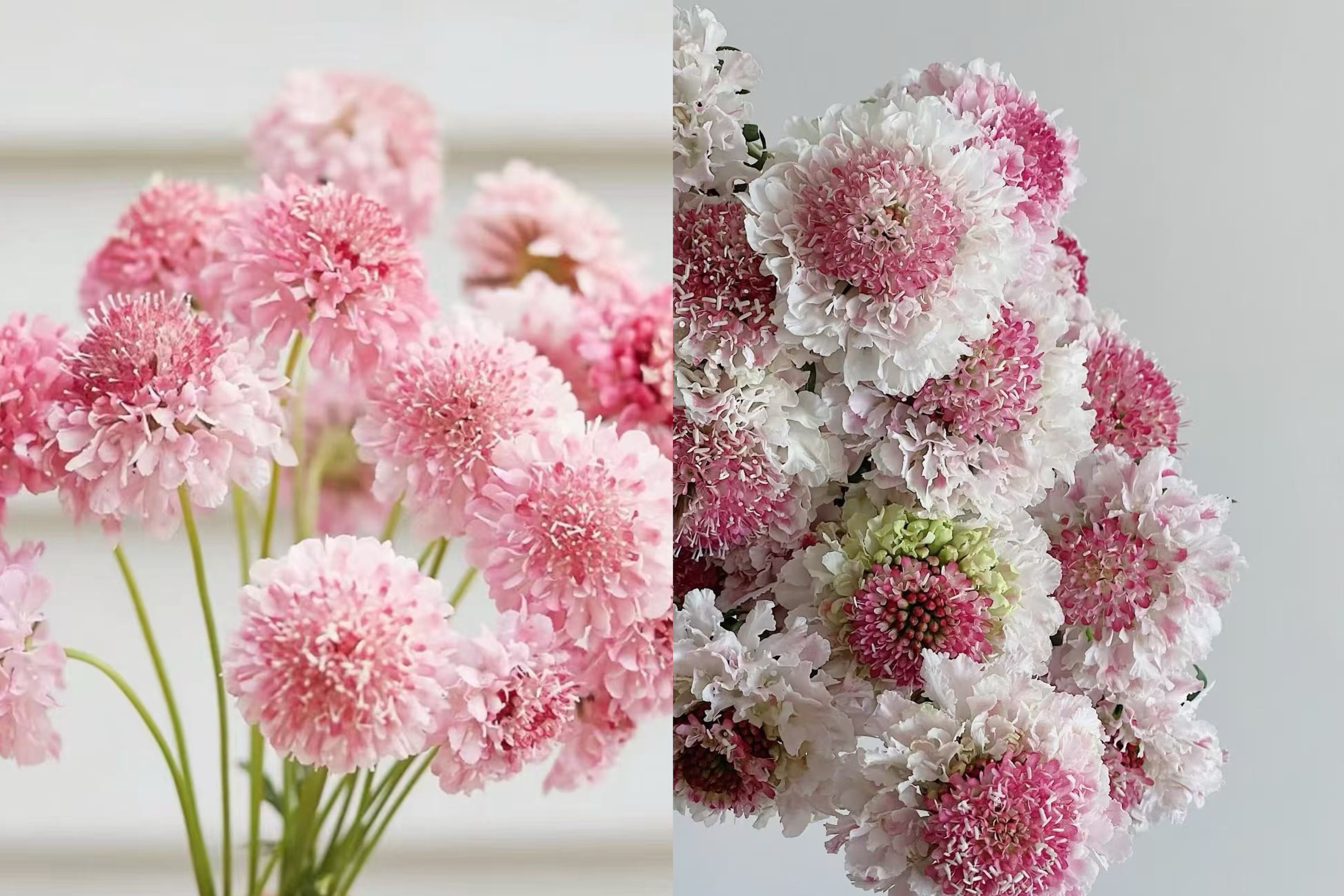 圣代花.1扎QQ糖+1扎草莓琥珀不包邮