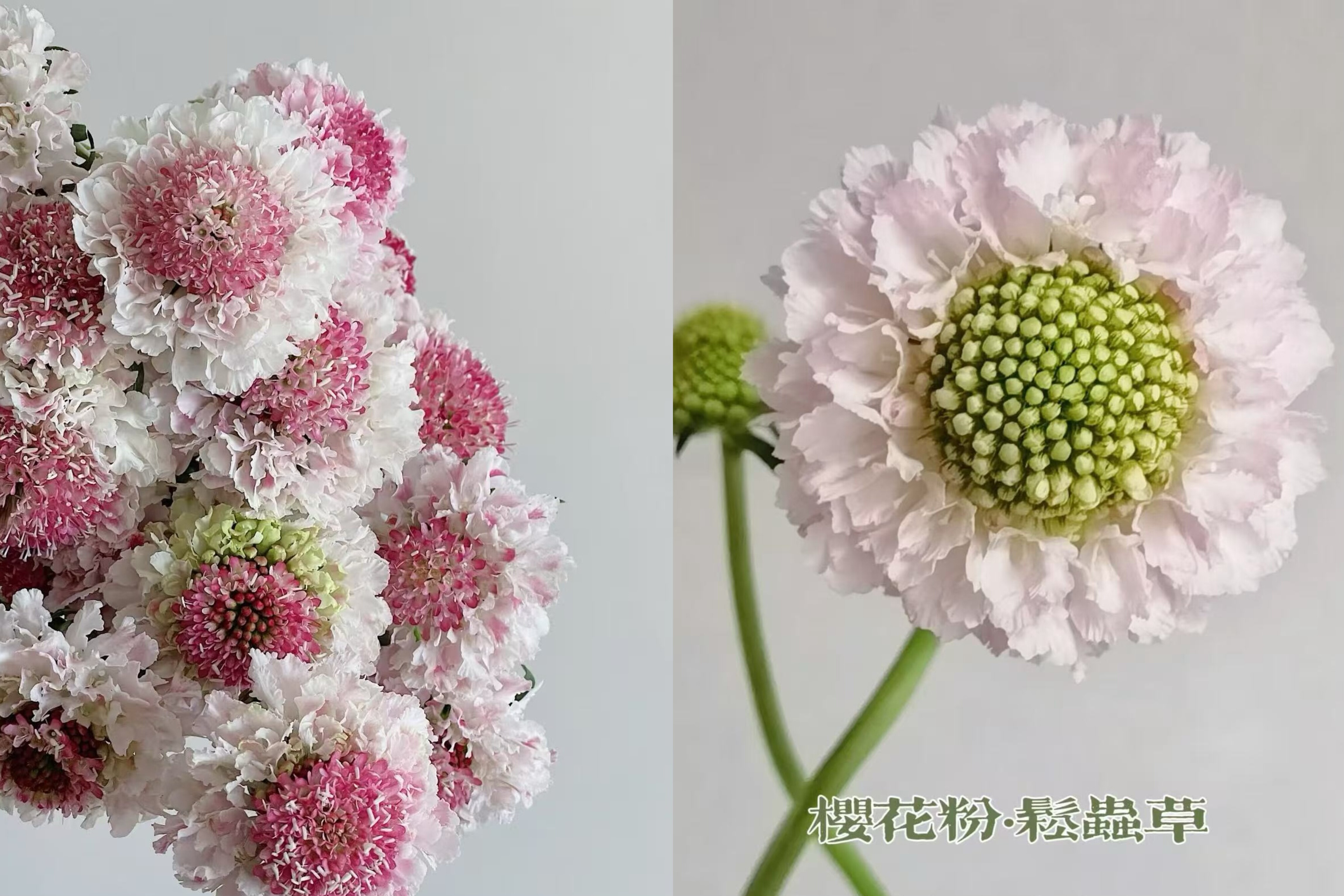 圣代花.1扎樱花粉+1扎草莓琥珀不包邮