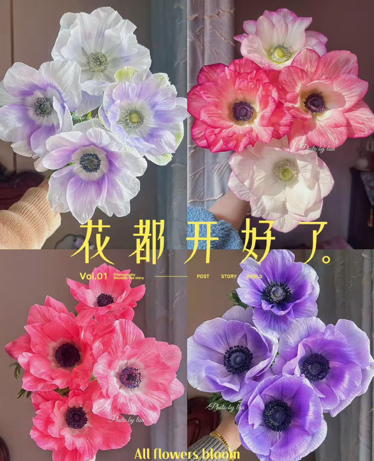 车库单瓣银莲花1扎不包邮