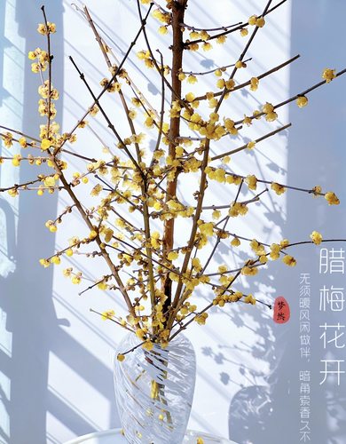 中国腊梅1扎不包邮