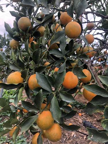 广西脆蜜金柑1号果3斤装包邮（基地直发）