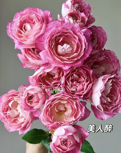 10枝A级美人醉（多头.云享）不包邮