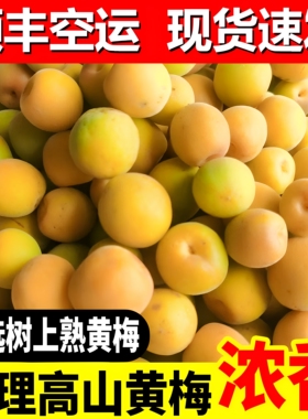 云南现货速发顺丰空运现摘黄梅酸梅子泡酒香味更浓郁手摘2026年新