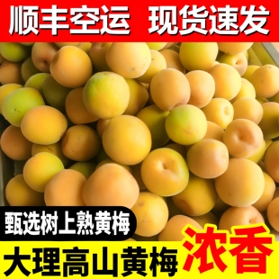 云南现货速发顺丰空运现摘黄梅酸梅子泡酒香味更浓郁手摘2026年新