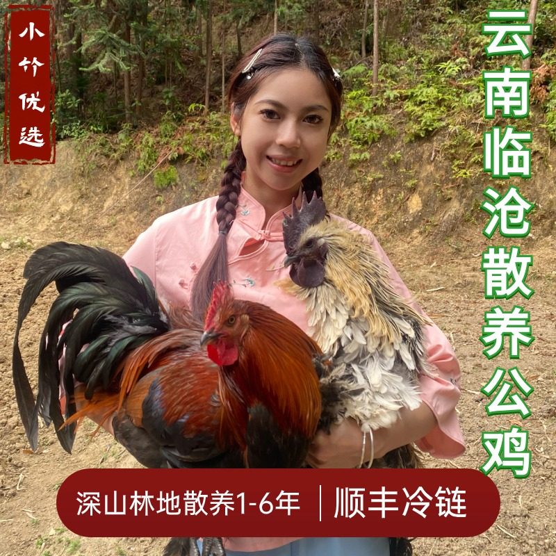 云南山货农村散养老公鸡无量山乌骨鸡土公鸡童子鸡新鲜现杀活体