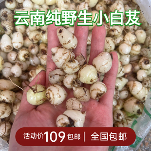 云南山货小种小白芨五老山小白鸡新鲜现挖现发纯野生白及食用